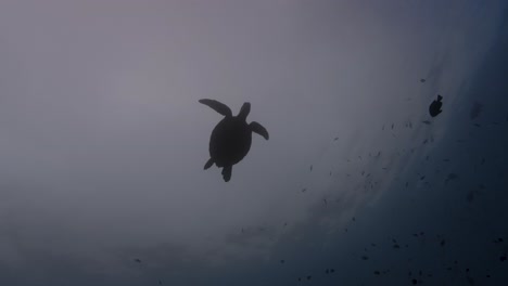 Sea-turtle,-hawksbill-or-green-turtle-silhouette-shot-,-backlight,-turtles-swims-up-to-the-surface-to-breath