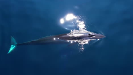 sun sparkling on a fin whale spouting in crystal clear waters near dana point located in orange county, california