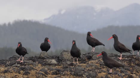 cámara lenta, tiro medio, panorámica sobre un grupo de ostreros negros sentados en una roca en una costa de columbia británica