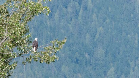 bald eagle sits on tree branch overlooking forested mountainside haze