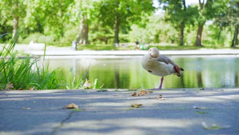 patos y gansos durmiendo de pie junto a un estanque en un parque en un día tranquilo, tranquilo y soleado