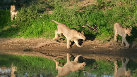 Löwinnen-Am-Seeufer-Mit-Reflexionen-An-Sonnigen-Tagen-In-Südafrika