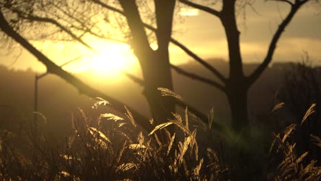 Beautiful-sunset-from-nature-trail