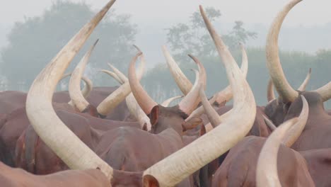 Close-up-detail-of-many-large-horns-of-Ankole-watusi-cows-from-Mbarara,-Uganda