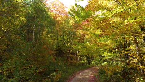 Steigt-Von-Der-Forststraße-Bis-Zu-Den-Herbstlichen-Baumwipfeln