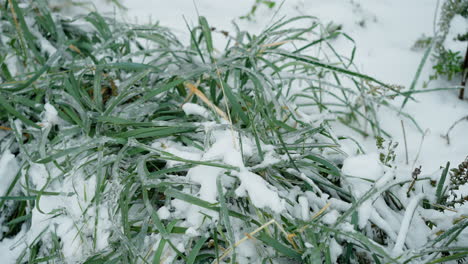 close-up da vegetação do solo coberta por camadas de neve e gelo, exibindo intrincadas texturas geladas em folhas de grama verde e plantas congeladas, em frente a um fundo de inverno suave