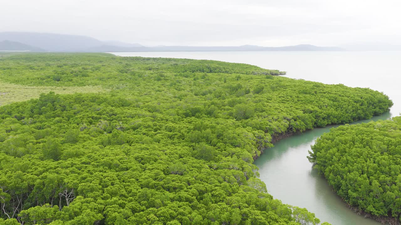 Drone footage captures vibrant green mangroves and winding river under overcast skies in Port Douglas, Australia