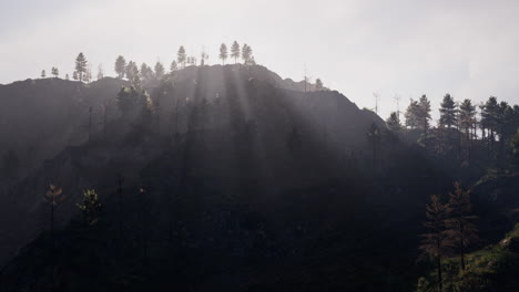 Wald-Aus-Grünen-Kiefern-Am-Berghang