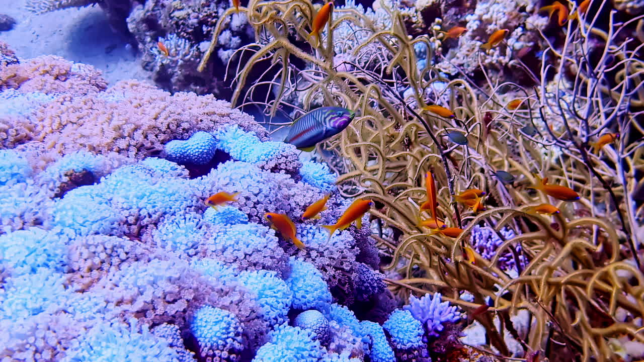 Sea goldies, colorful coral reef, and other tropical fish in the Red Sea as seen by a scuba diver