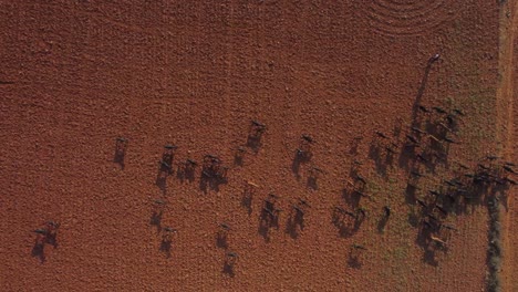 Top-down-Aerial-drone-shot-of-herd-of-goats-grazing-in-an-empty-farm-field-with-red-soil-in-India