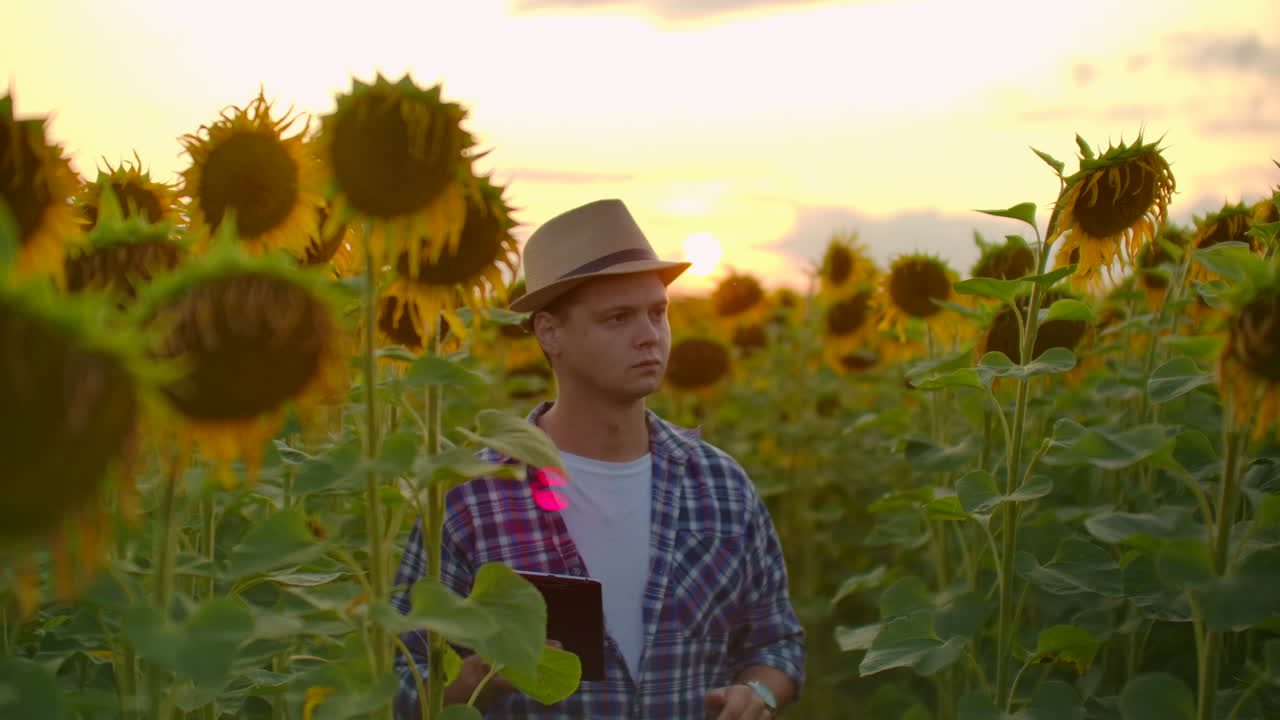un granjero con camisa a cuadros y sombrero de paja camina por el campo con grandes girasoles amarillos y los examina. escribe sus características en el ipad al atardecer.