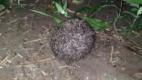 hedgehog protects himself by curling into a ball at night