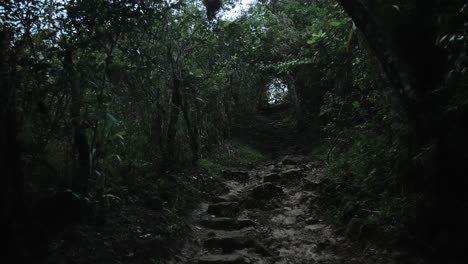 Ein-Pfad,-Der-Durch-Den-Wald-Führt