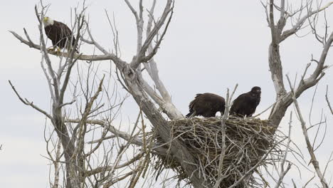 bald eagle with two chicks on nest, cleaning beak on branch