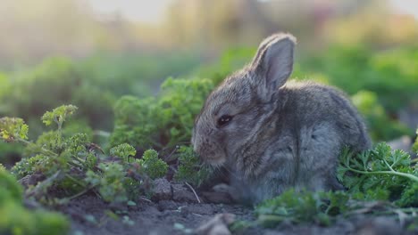 cute baby rabbit in a green garden