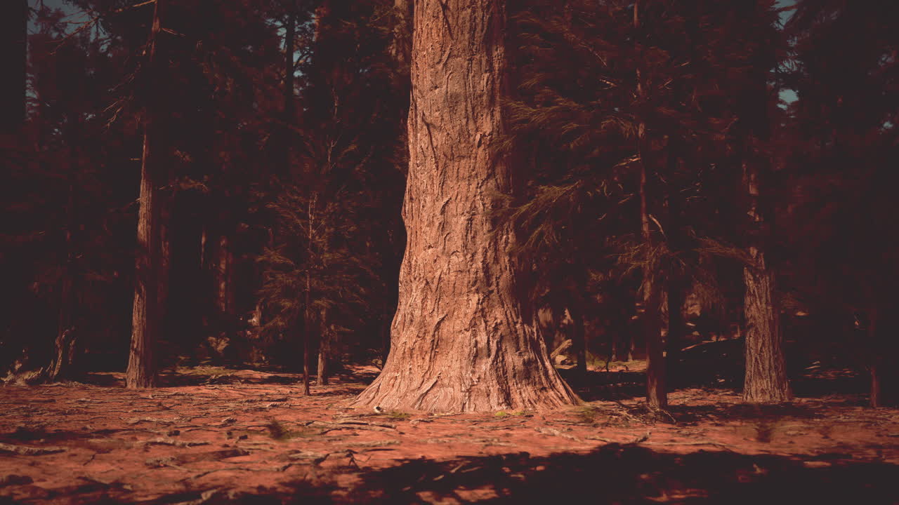 어두운 숲 속 의 웅장 한 나무