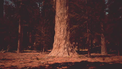 majestuosa secoya en un bosque oscuro