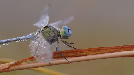 Mid-Shot-of-a-blue-dragonfly-covered-in-dew-drops-on-a-frost-morning-sitting-on-dried-grass-blade