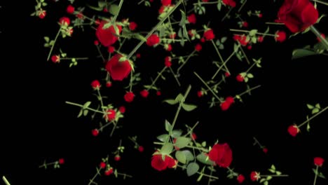 falling 3d roses 01