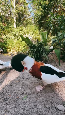 ducks in a garden setting