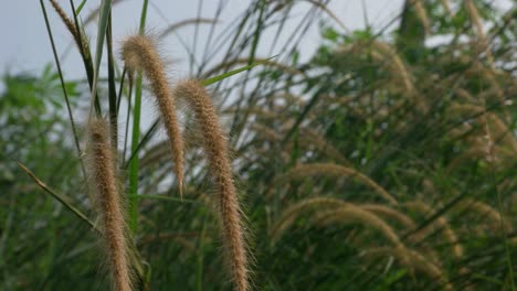 4k grass flowers blown by the wind