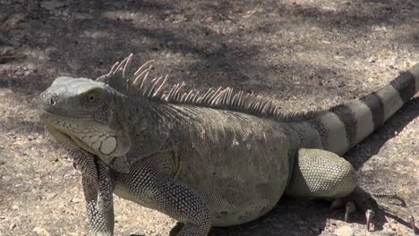 large iguana walks to camera