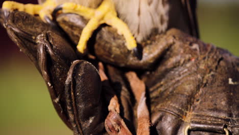 Metal-insignia-at-base-of-large-leather-glove-to-protect-hand-from-sharp-talons