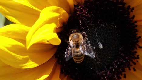 bee collecting nectar from a sunflower