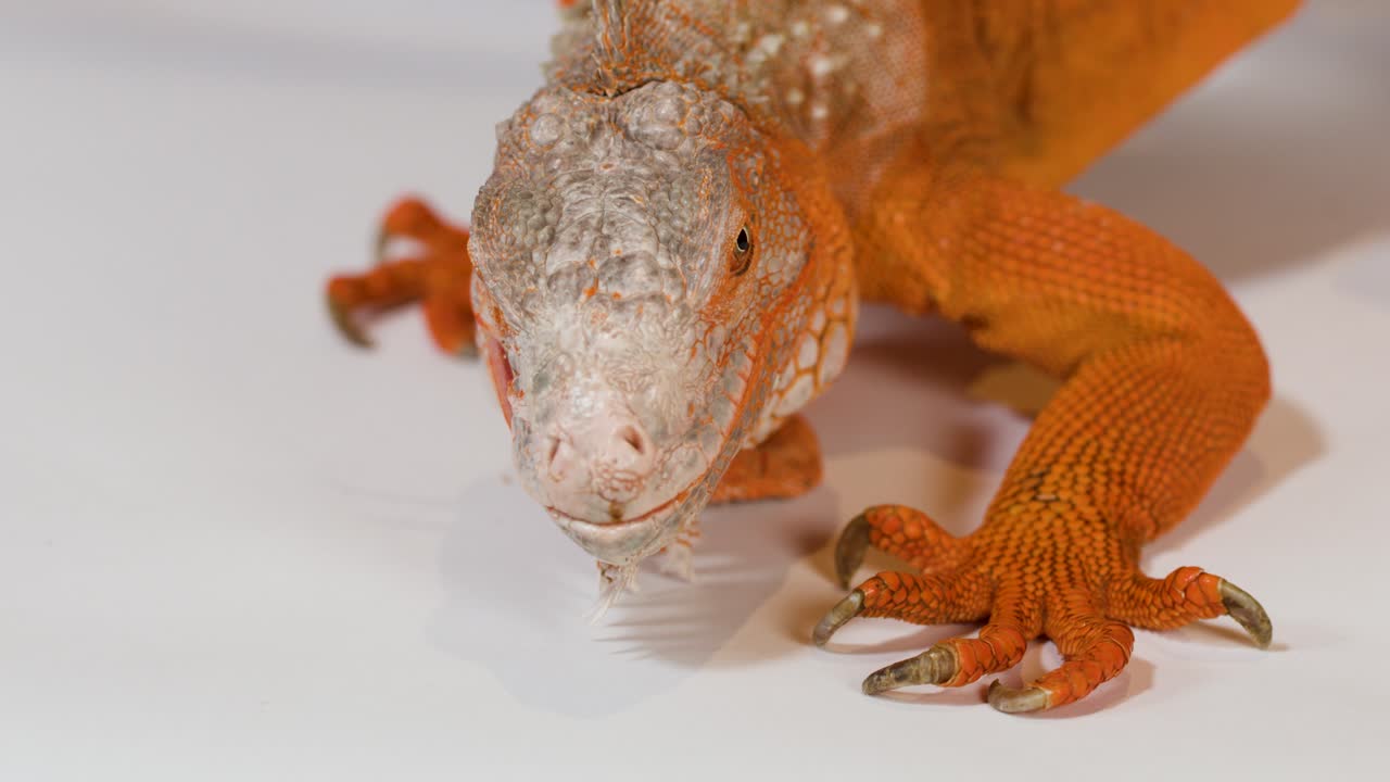 A vibrant orange iguana rests on a white surface, flicking its tongue in close-up detail