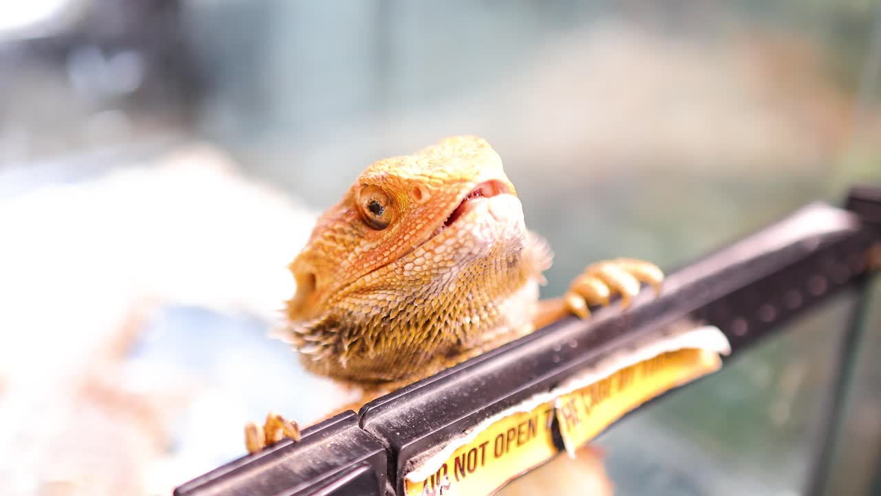 A bearded dragon peers through a glass enclosure, showcasing curiosity in a brightly lit environment