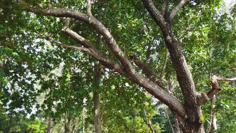 Vista-Panorámica-Del-árbol-Con-Cámara-Panorámica-Lenta-En-Verano-Durante-El-Día-Con-Un-Poco-De-Viento-Que-Sopla-4k-Uhd-Video