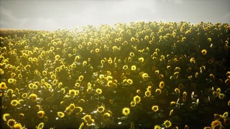 hermosos girasoles y nubes en una puesta de sol de texas