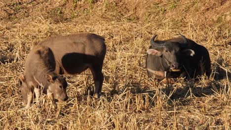 Ein-Junges-Individuum-Schaut-Beim-Essen-Nach-Rechts-Und-Hebt-Dann-Den-Kopf,-Während-Eine-Carabao-Mutter-Wiederkäut,-Während-Sie-Nach-Rechts-Schaut,-Wasserbüffel,-Bubalus-Bubalis,-Thailand