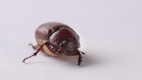 cute brown beetle isolated on white background lifts leg as if waving