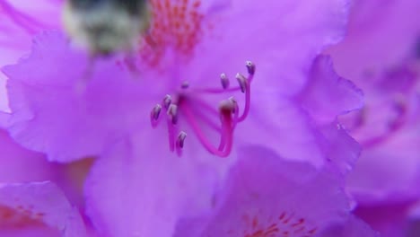 bumblebee collecting pollen at purple flower - macro shot