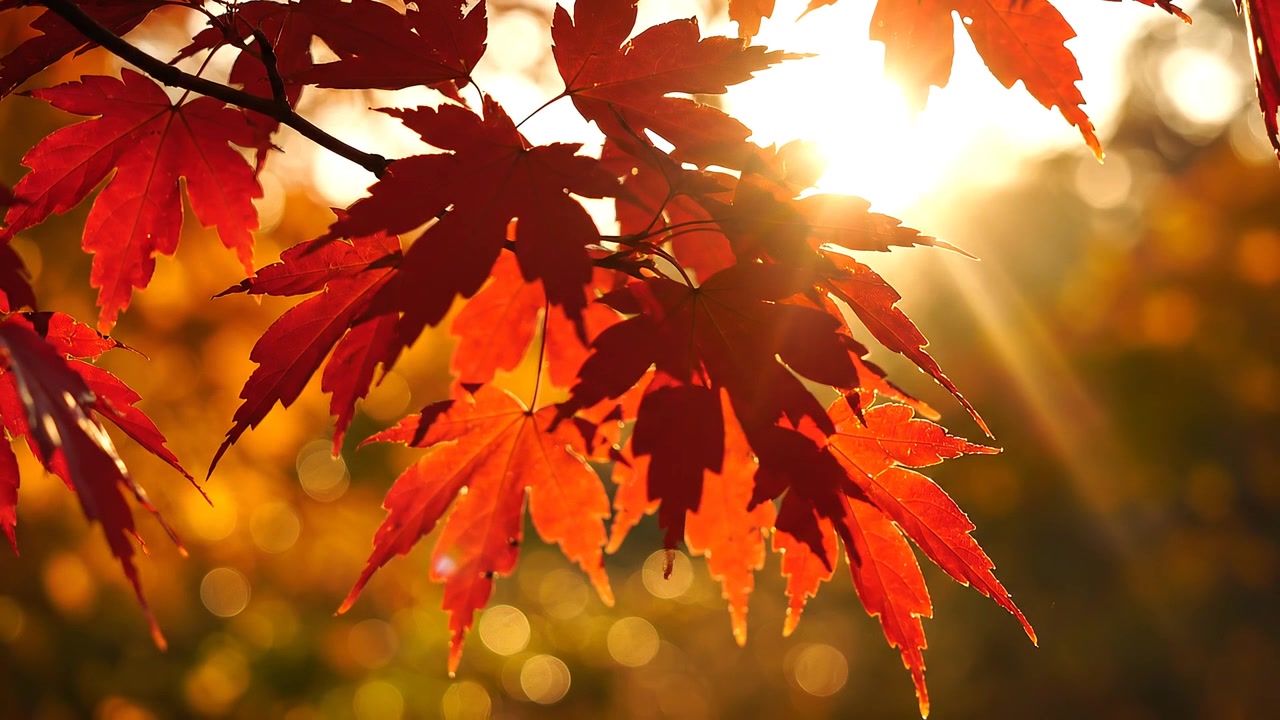 Foglie di acero rosse retroilluminate dalla luce dorata del sole autunnale