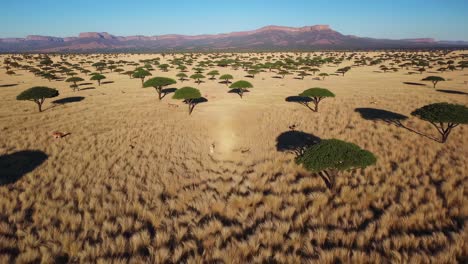 aerial view of african savanna with gazelles