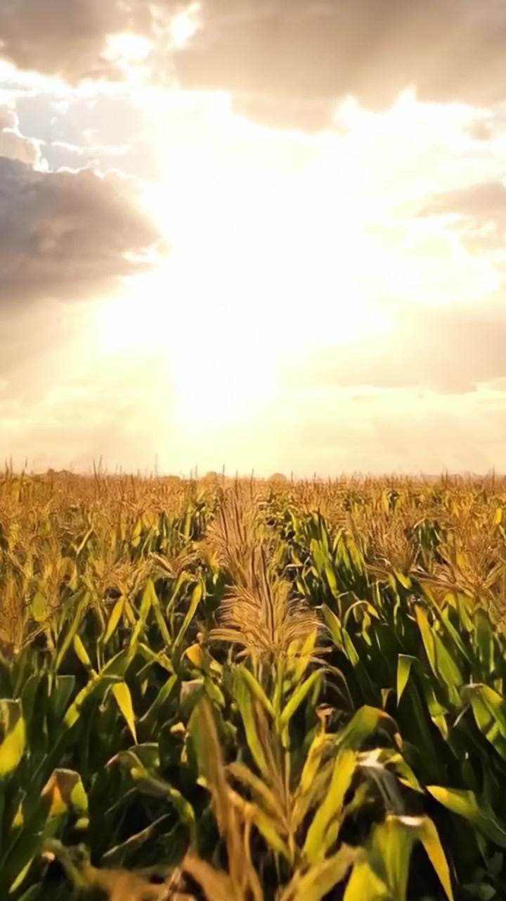 A Radiant Sunset Over Lush Cornfields: A Serene Landscape Highlighting the Beauty of Nature's Bounty at Dusk with Golden Light Illuminating the Crops