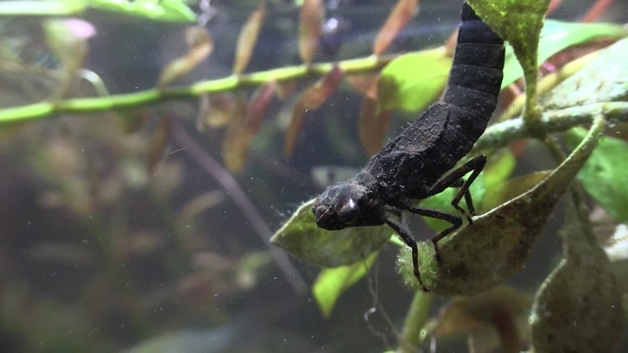 una ninfa de libélula alimentándose bajo el agua de los peces que pasan 1