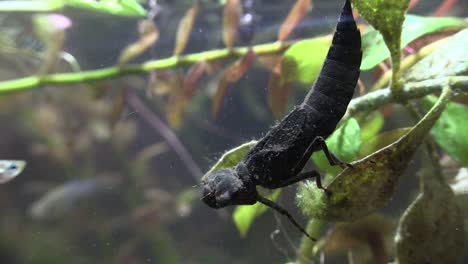 una ninfa de libélula alimentándose bajo el agua de los peces que pasan 1