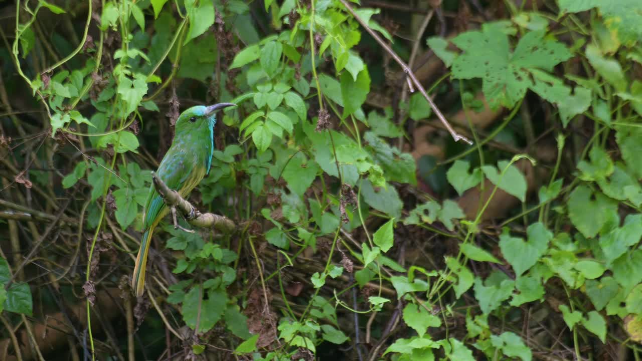 sentado en una rama mirando hacia la derecha mientras chirría luego hincha sus plumas y limpia su pico en la percha, el apicultor de barba azul nyctyornis athertoni, tailandia
