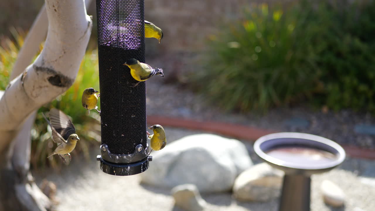 A group of many colorful California Goldfinch birds with yellow feathers flying and eating seeds on a birdfeeder
