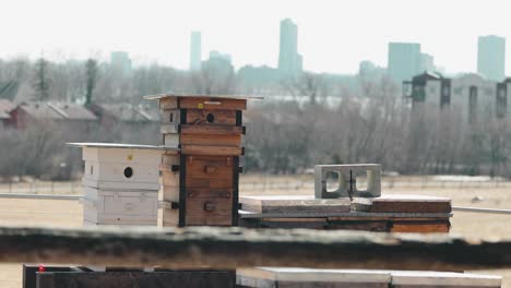a beekeeping langstroth hive farm close up with apartment building and the city of ottawa cityscape in the background filmed from moore farm in gatineau, quebec