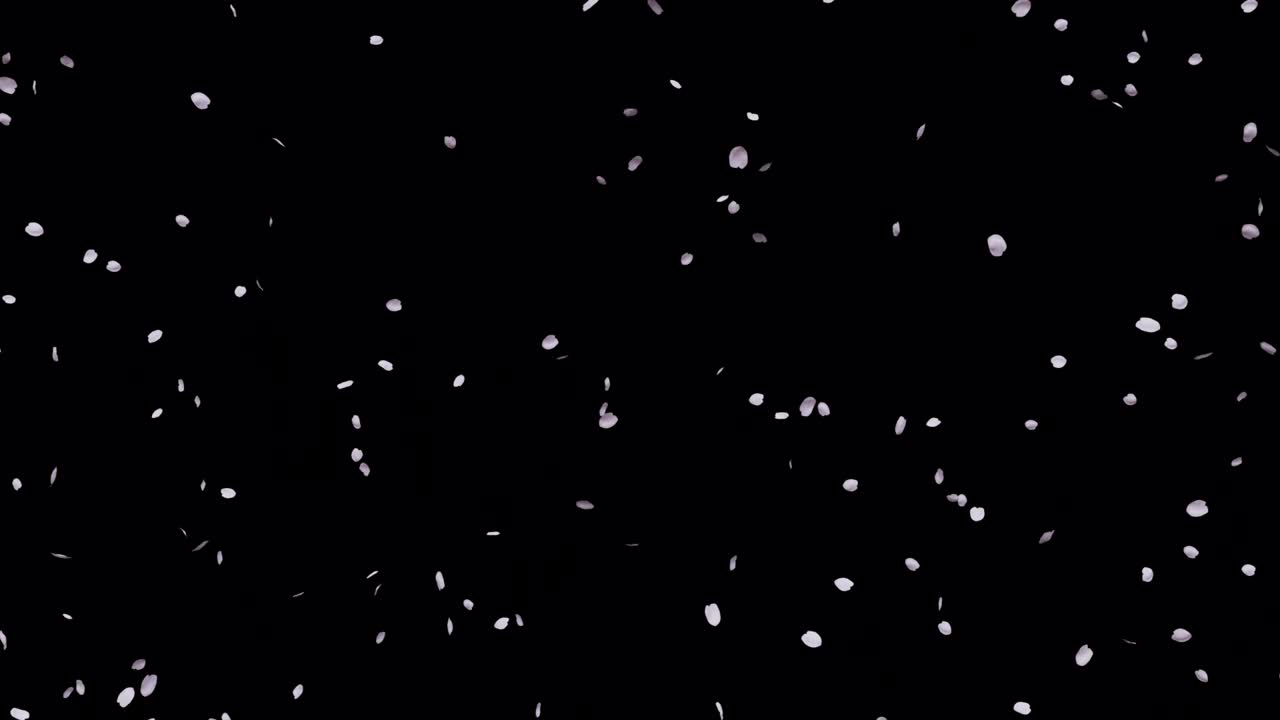 춤추는 체리 꽃잎의 루프 애니메이션, 검은색 배경