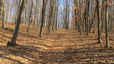 Walking-on-a-forest-road,-early-spring-season