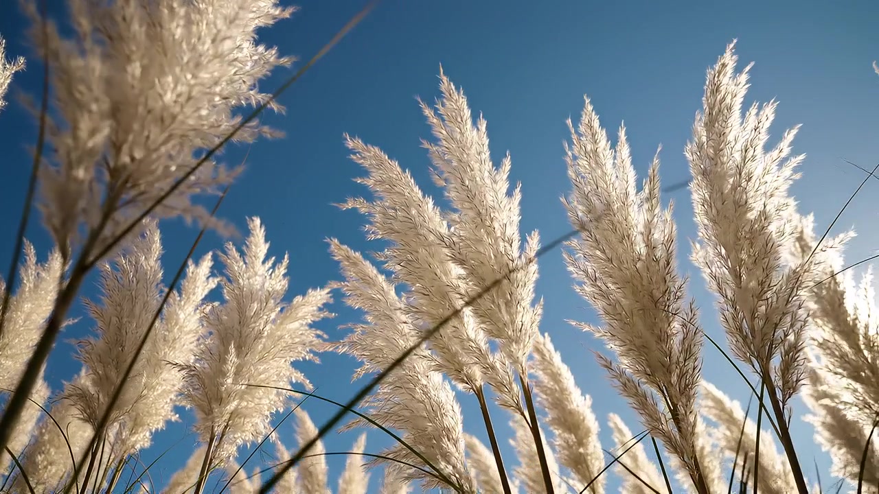 White pampas grass plumes swaying against a clear blue sky