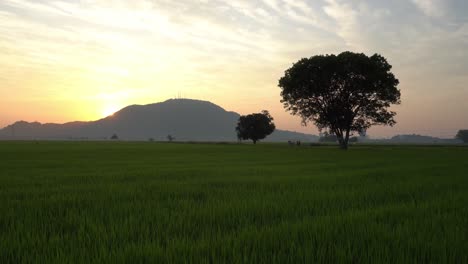 Sunrise-morning-at-green-paddy-field