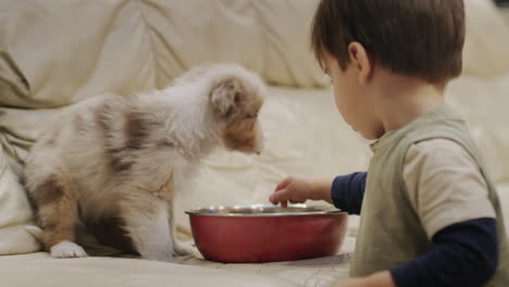 funny two-year-old boy feeding a puppy