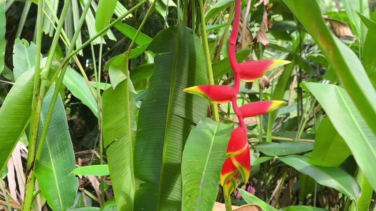 Fiori di heliconia vivaci sbocciano su una pianta coltivata. Questa specie tropicale presenta brattee cerose uniche. Prospera magnificamente in un ambiente lussureggiante e verdeggiante.