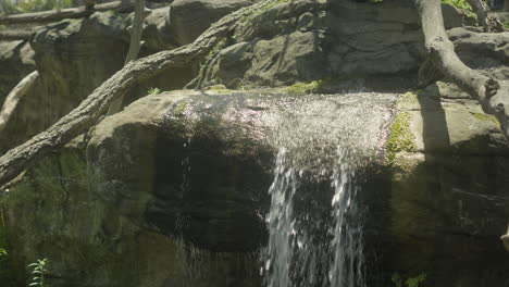 agua que fluye de una roca de musgo, creando una pequeña cascada